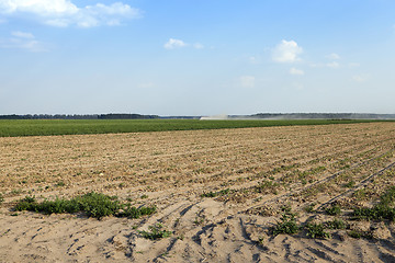 Image showing Harvesting onion field  