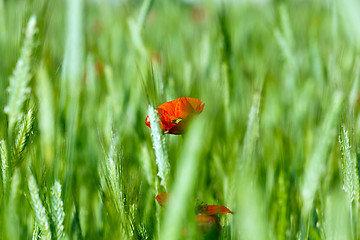 Image showing red poppies. summer 