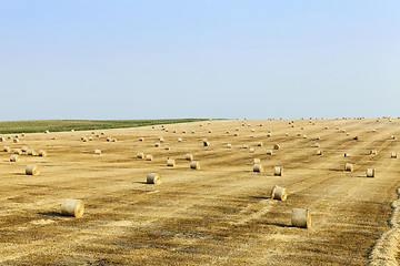 Image showing straw after harvest  