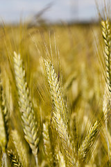 Image showing ripe yellow cereals 