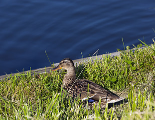 Image showing duck on the birch  