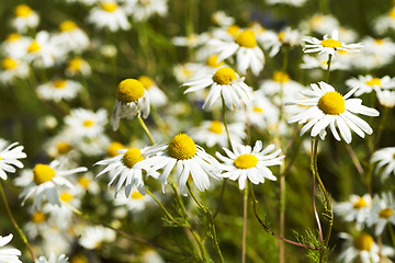 Image showing daisies , the spring 