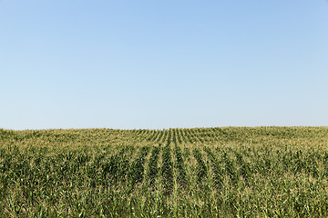 Image showing cornfield, blue sky 