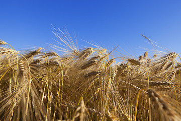 Image showing ripe yellow cereals 