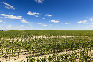 Image showing Corn field, summer 