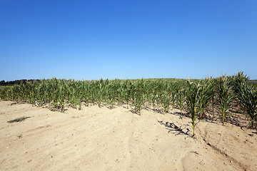 Image showing Corn field, summer  