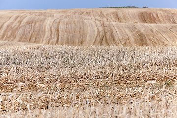 Image showing collection of rye crops  