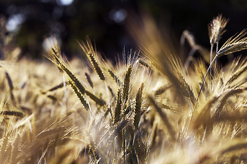 Image showing ripe yellow cereals 