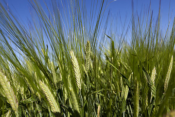 Image showing immature grass sky  