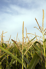 Image showing field with corn  
