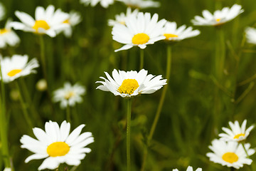 Image showing white daisy , flowers.