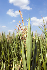 Image showing Corn field, summer time  