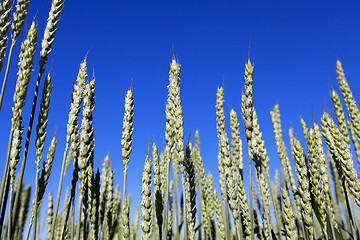 Image showing unripe ears of wheat  