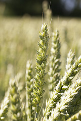 Image showing wheat field, tree 