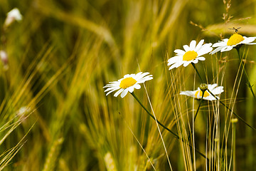 Image showing flowering plant, close-up  