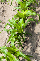 Image showing corn plants, spring