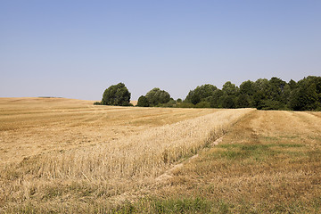 Image showing collection of ripe wheat 