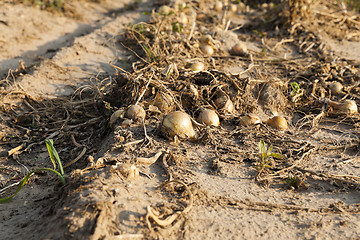 Image showing Harvesting onion field  