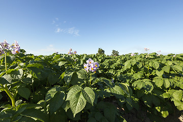Image showing flowering potatoes, close-up  