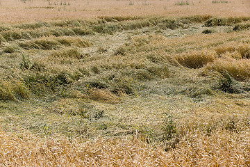 Image showing ripe yellow cereals  