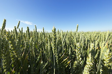 Image showing immature grass sky  