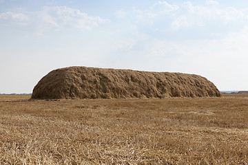 Image showing farm field cereals  