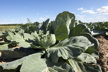 Image showing Field with cabbage 