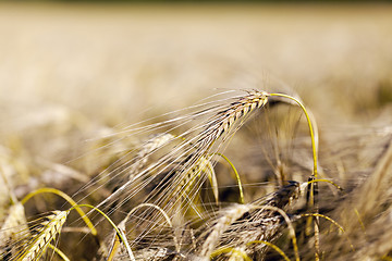 Image showing ripe yellow cereals 