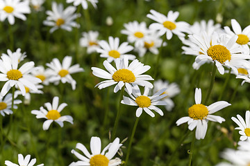 Image showing white daisy , flowers.