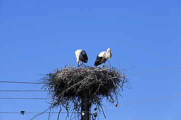 Image showing storks in the nest  