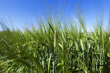 Image showing immature green grass  