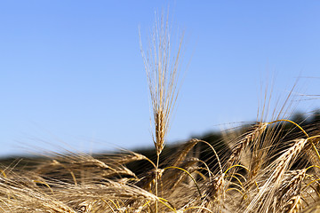 Image showing ripe yellow cereals  