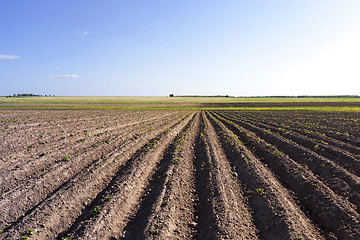 Image showing potato field ,  Belarus