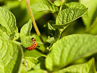 Image showing Colorado beetle potato  