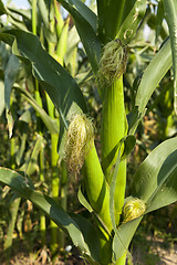 Image showing Field with corn  