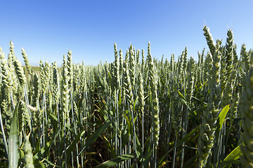 Image showing unripe ears of wheat  