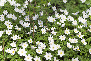 Image showing  closeup   spring flowers  