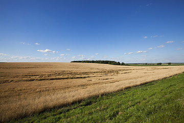 Image showing farm field cereals 