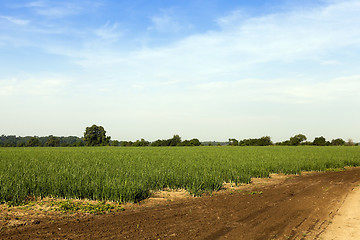 Image showing sprouts green onions  