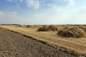 Image showing cereal harvest, summer  