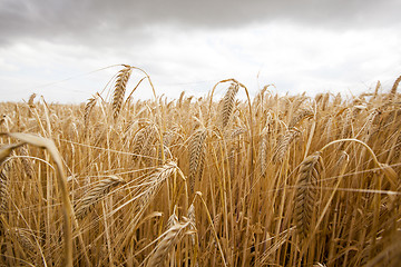 Image showing ripe yellow cereals  