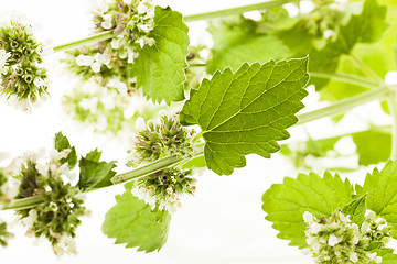 Image showing lemon balm, isolated  