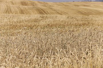 Image showing collection of rye crops  