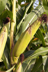 Image showing ripe yellow corn 