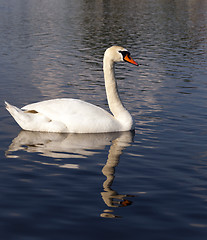 Image showing dirty swan lake  