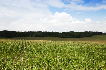 Image showing Green corn field  