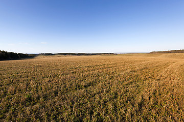 Image showing green vegetation ,  field  