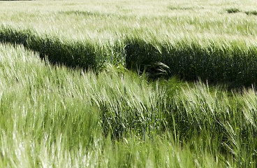 Image showing green cereals, close-up  