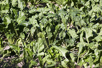 Image showing Field with sugar beet  