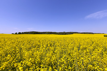 Image showing Rape field ,  Blue sky